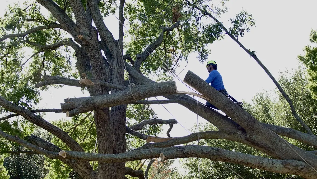 Professional Hazardous Tree Removal performed by certified arborists in Thorofare